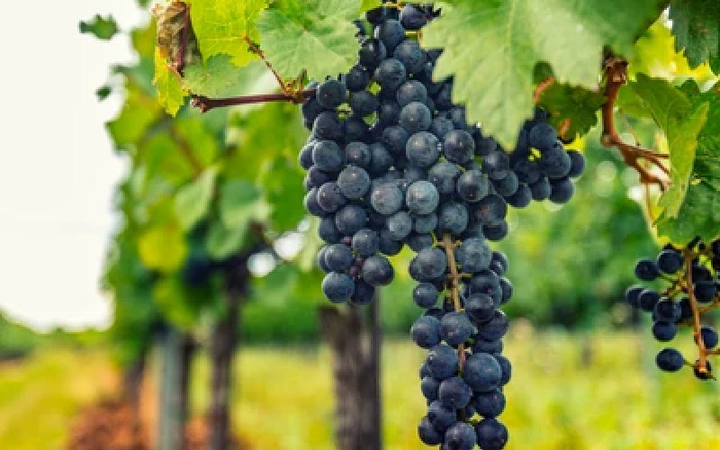 what is merlot?