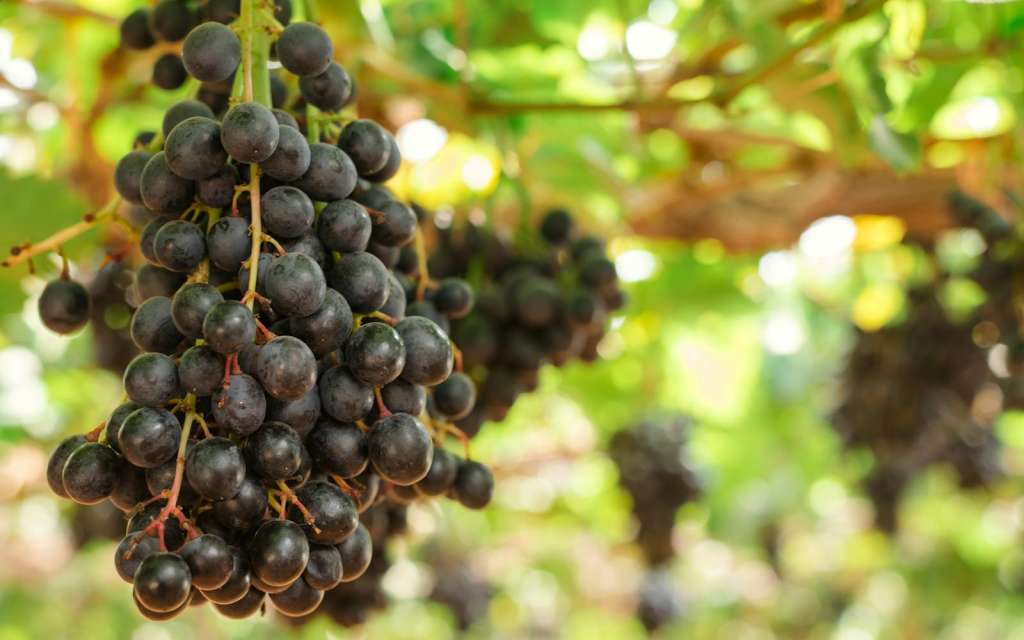 Are tannins good or bad in wine?