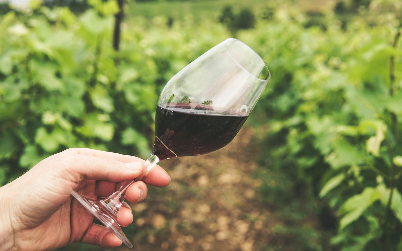 Tannins 101: A Beginner’s Guide to Wine Tannins