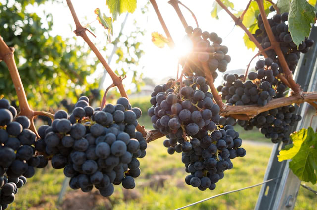Wine tannins explained