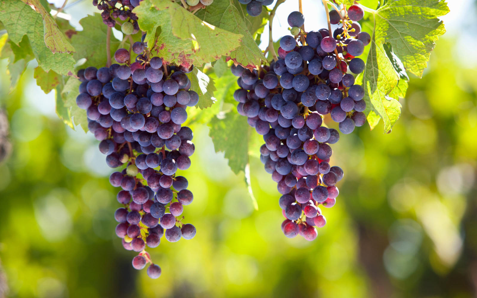 Discover Graciano: The Aromatic Spanish Red Wine Grape