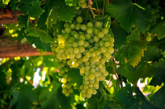 All about Chardonnay wine and grapes