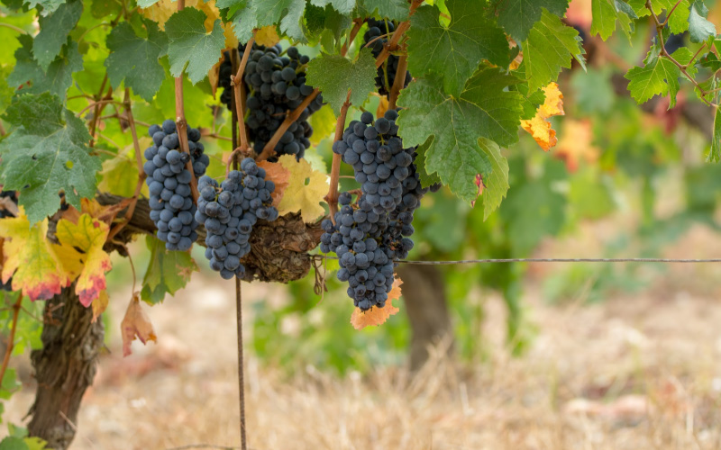 Syrah wine guide
