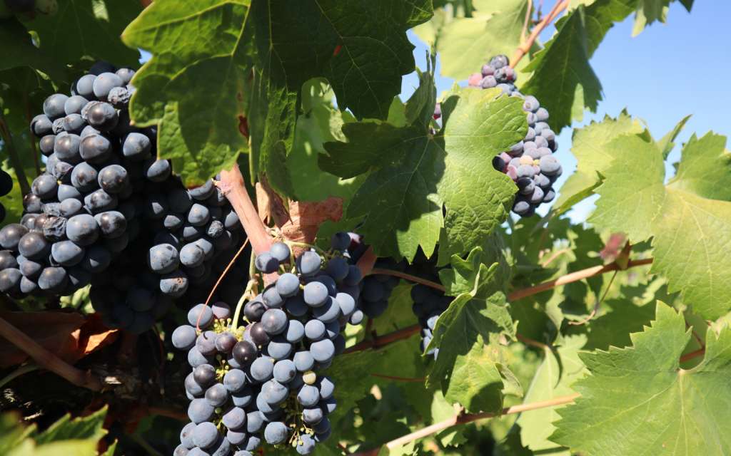 Is tempranillo wine good?