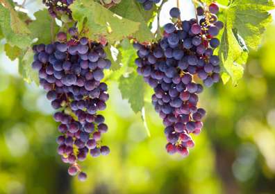 Discover Graciano: The Aromatic Spanish Red Wine Grape